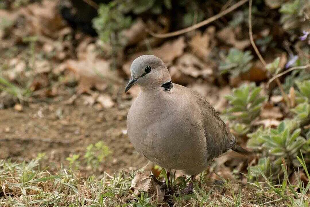 Ring necked Dove